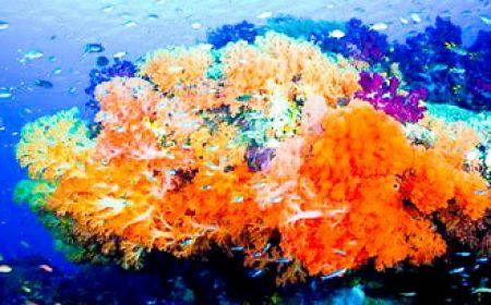 Bangkok - Pattaya ( Thai Airways)